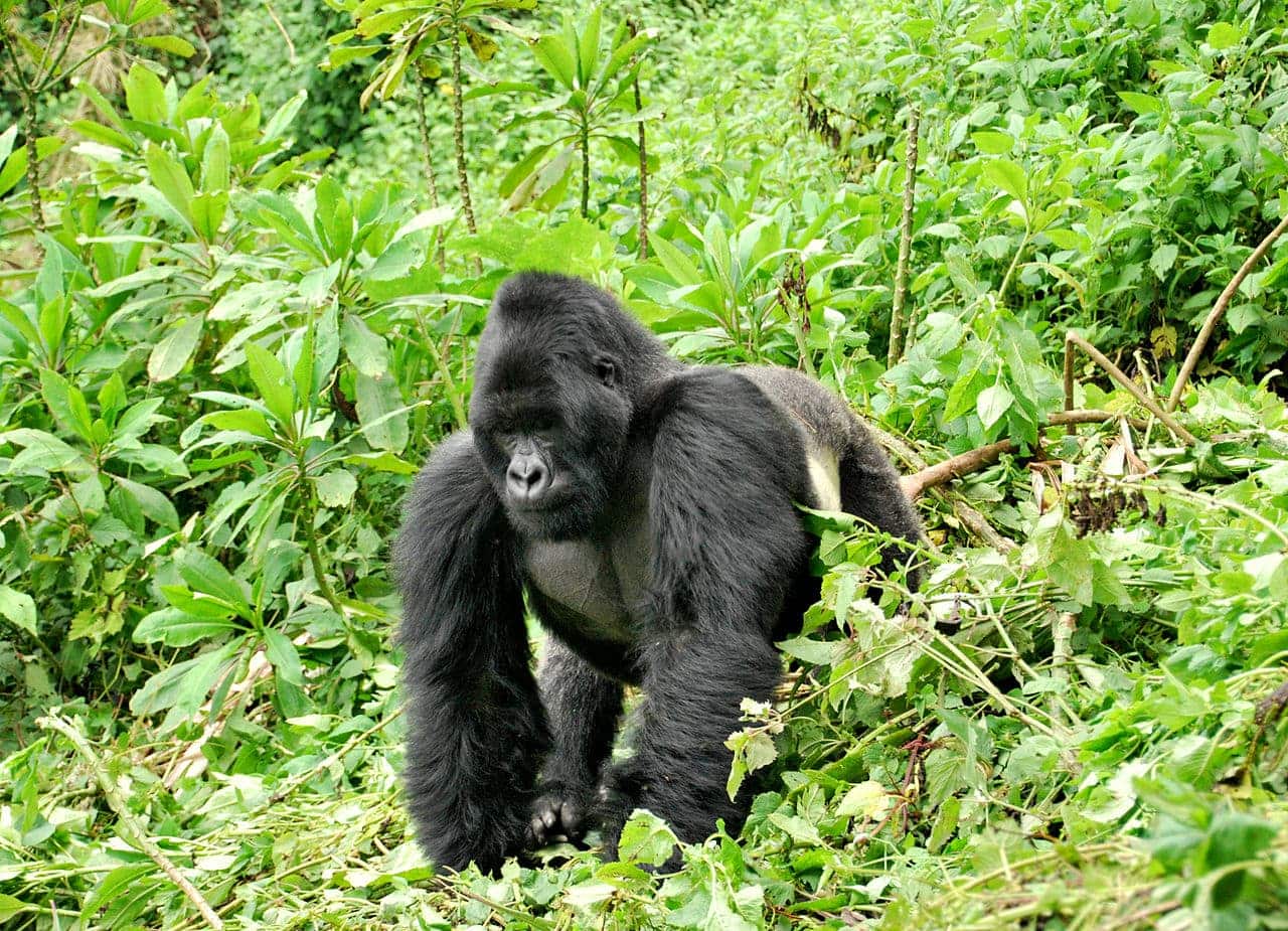 Eastern Gorilla, Gorila Oriental